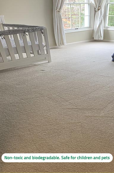 Pet & Odor Removal Pet & Odor Removal